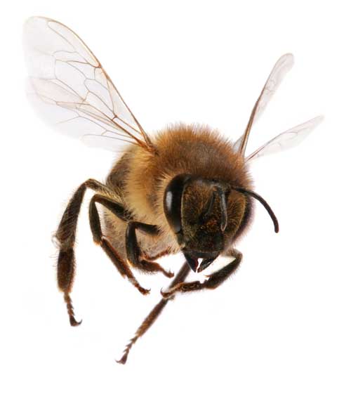AAgents Bee Control