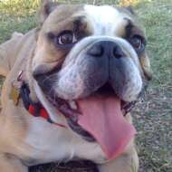 bulldogbear